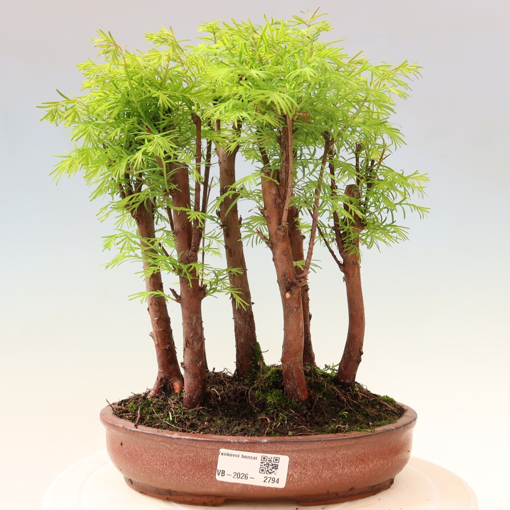 Kültéri bonsai – Metasequoia glyptostroboides – kínai metasequoia – kis erdő
