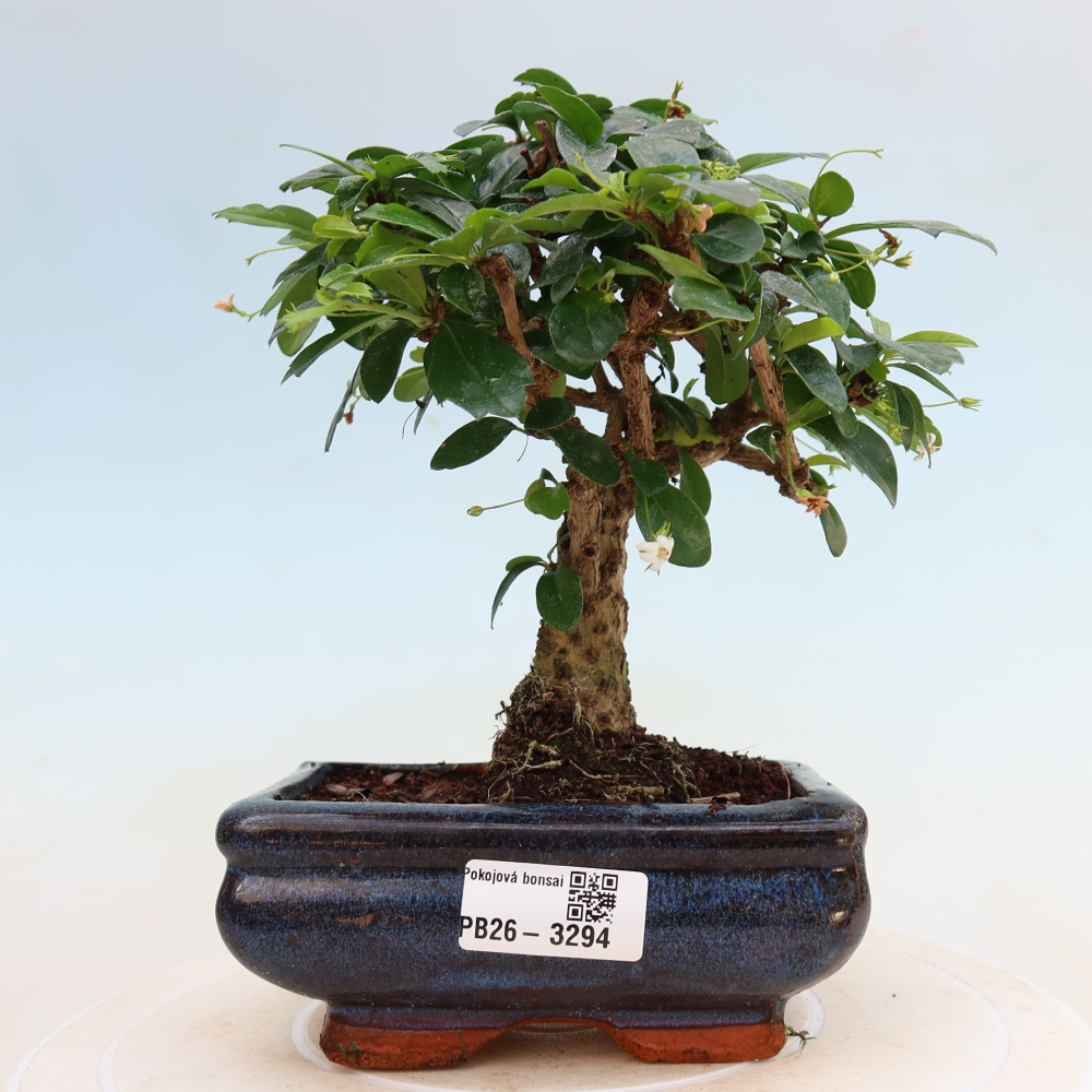 Szobai bonsai - Carmona macrophylla - Tea fuki