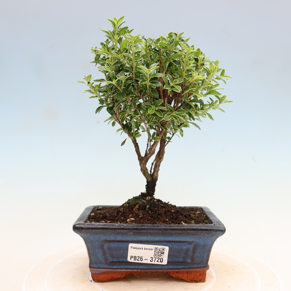 Szobai bonsai - Serissa foetida Variegata - Az ezer csillag fája