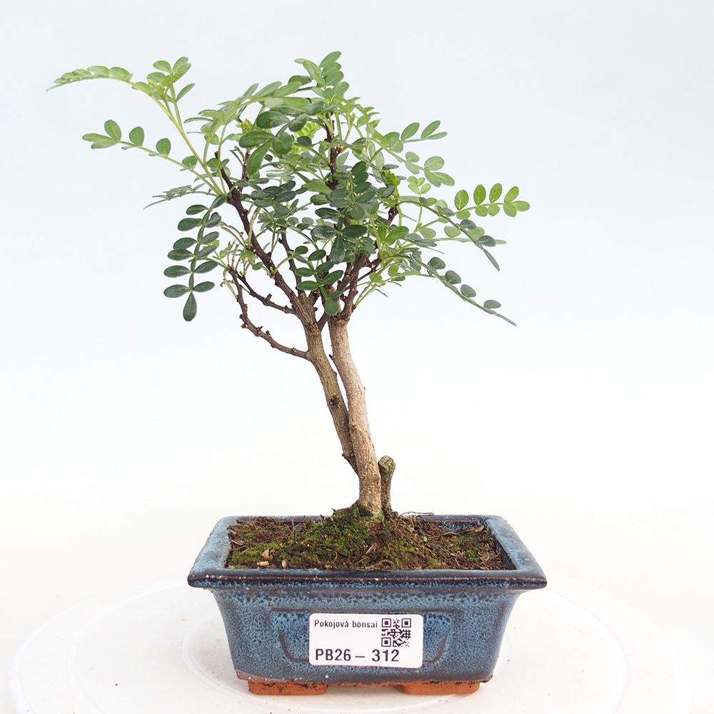 Szobai bonsai - Zantoxylum piperitum - borsfa