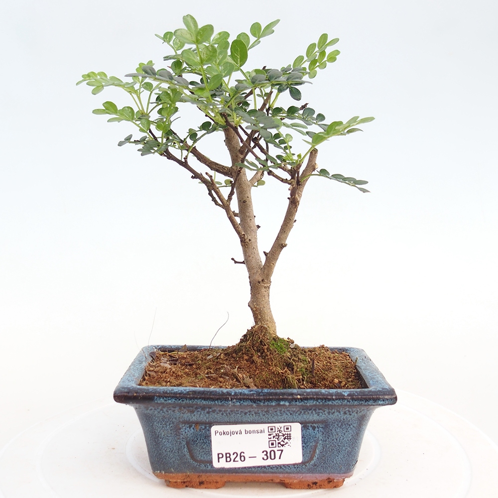 Szobai bonsai - Zantoxylum piperitum - borsfa