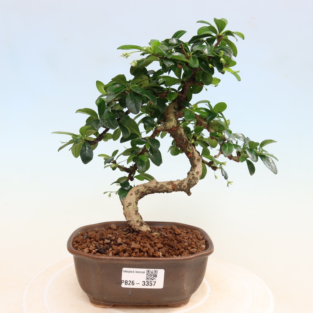 Szobai bonsai - Carmona macrophylla - Tea fuki