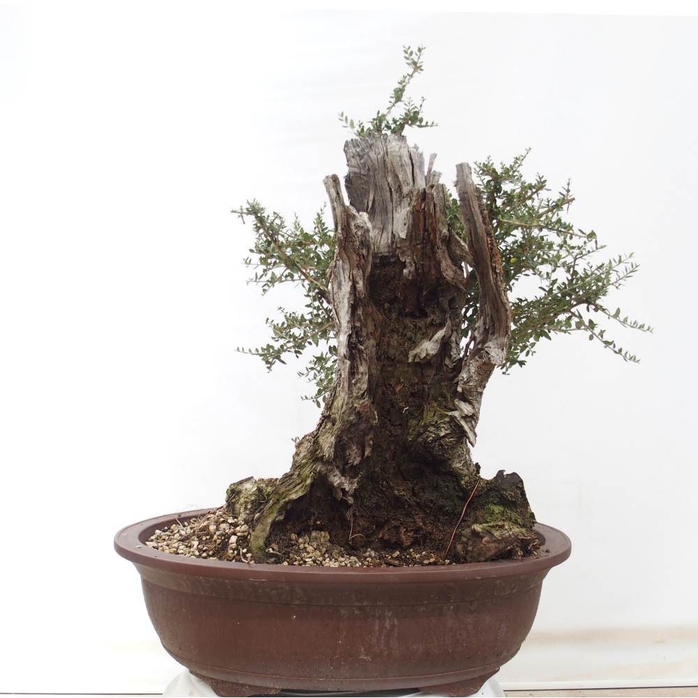 Beltéri bonsai - Olea europaea sylvestris