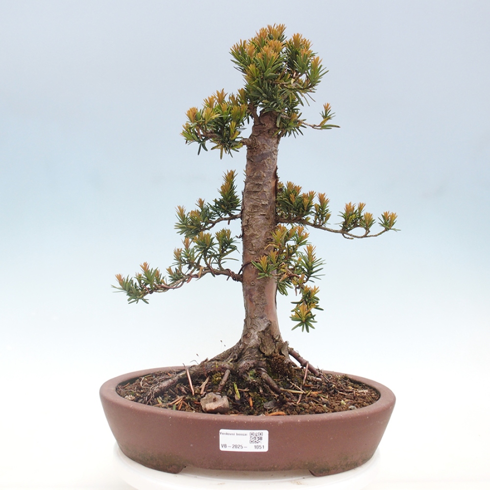 Kültéri bonsai - Taxus cuspidata - japán tiszafa