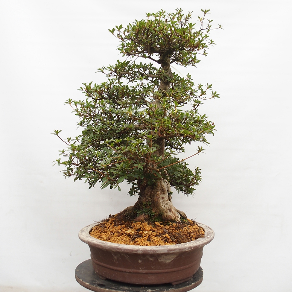 Kültéri bonsai - Japán azálea - Azalea Byakuren
