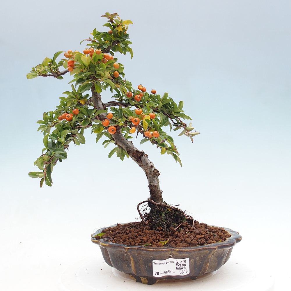 Kültéri bonsai-Pyracantha Teton - Hlox
