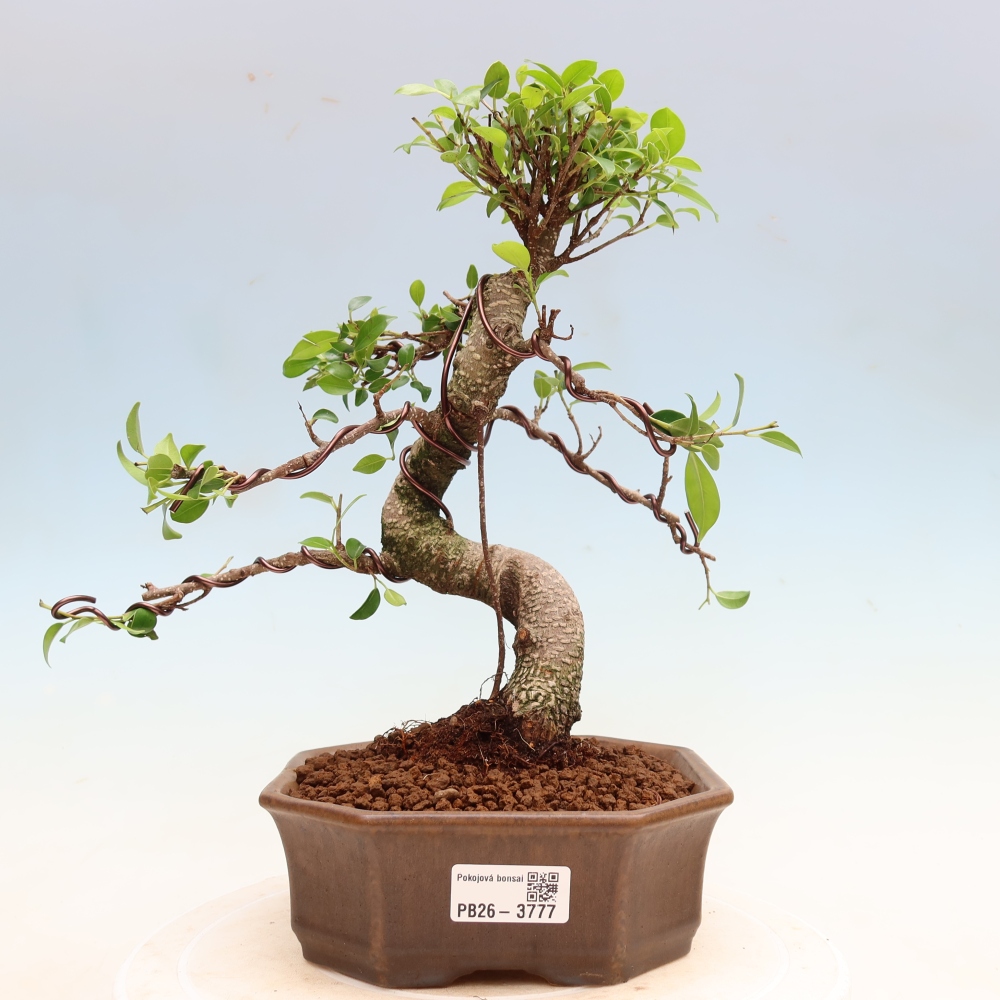 Szobai bonsai - Ficus kimmen - kislevelű fikusz