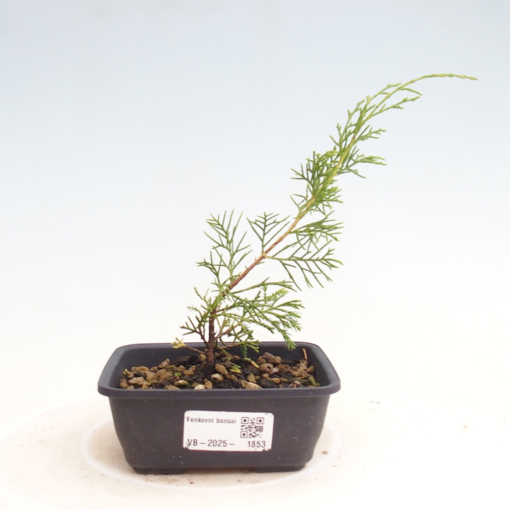 Kültéri bonsai - Juniperus chinensis Itoigawa