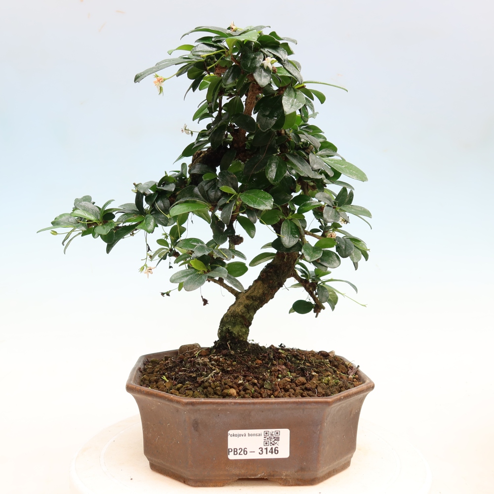 Szobai bonsai - Carmona macrophylla - Tea fuki