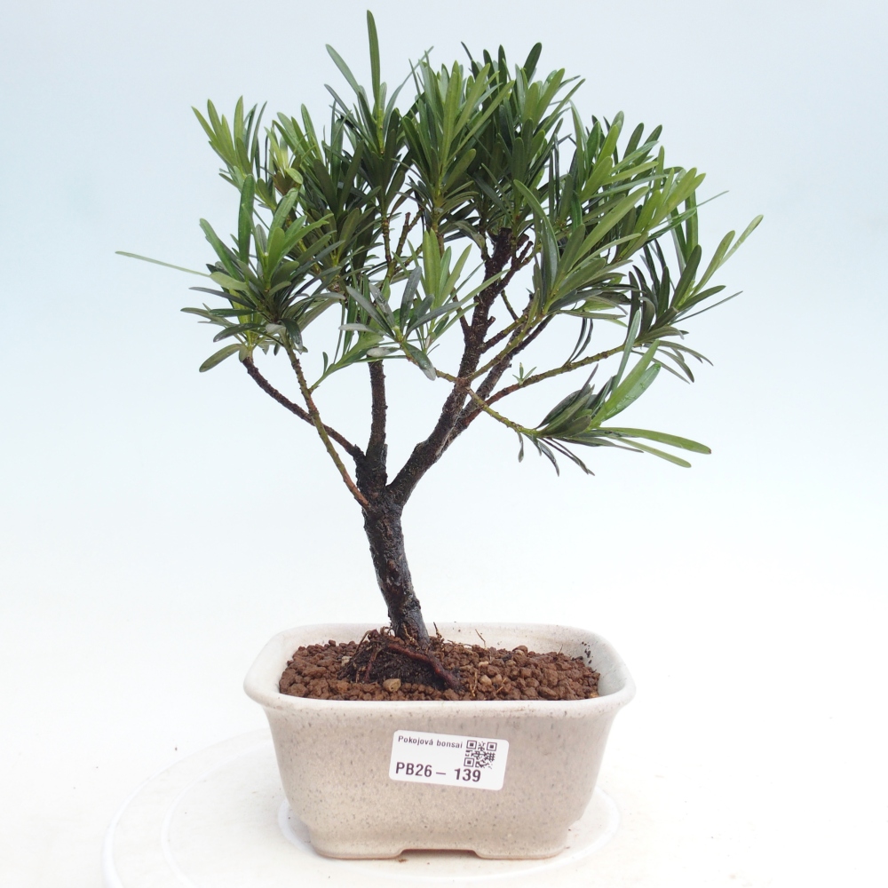 Szobai bonsai - Podocarpus - Kőtiszafa