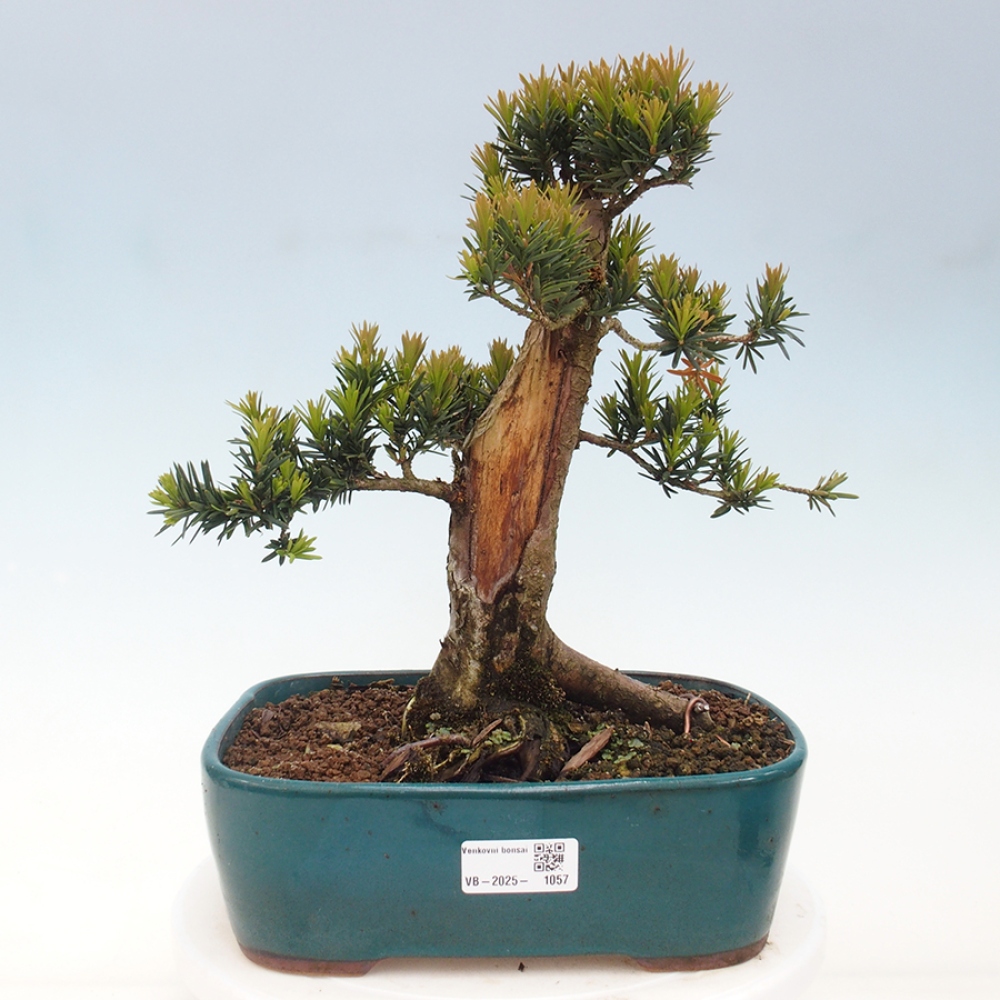 Kültéri bonsai - Taxus cuspidata - japán tiszafa