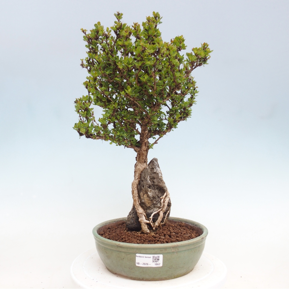 Kültéri bonsai - Berberis coreana