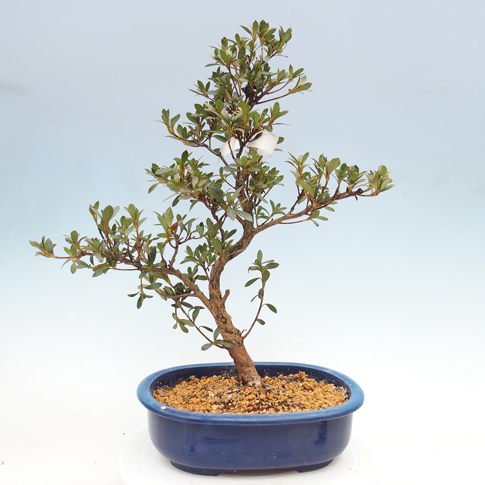 Kültéri bonsai - Japán azálea - Azalea Reiko