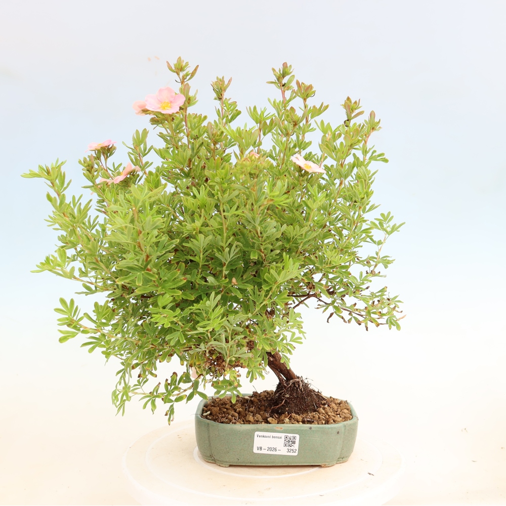 Kültéri bonsai – Cserjés potentilla – Potentilla fruticosa Bellissima