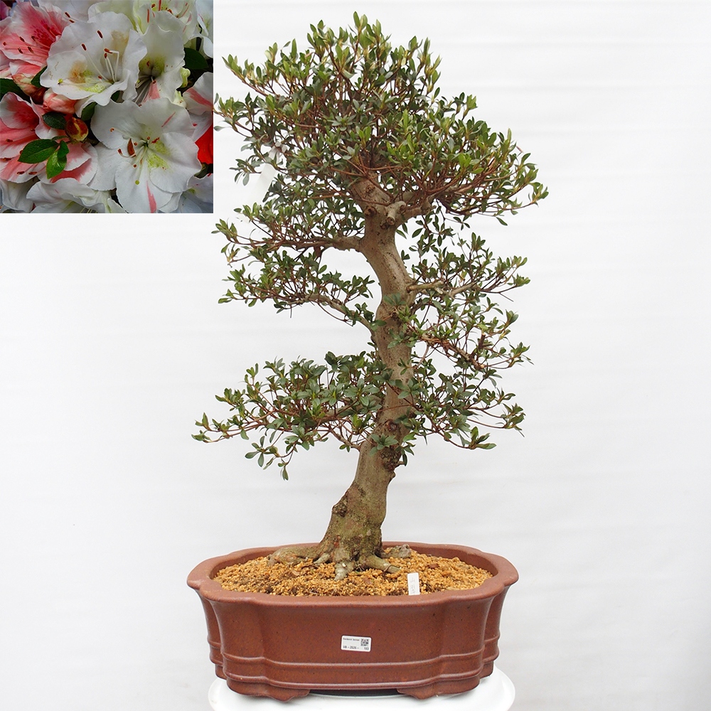 Kültéri bonsai - Japán azálea - Azalea Sansai