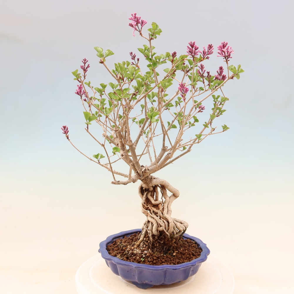 Kültéri bonsai - Syringa microphylla - kisvirágú lila