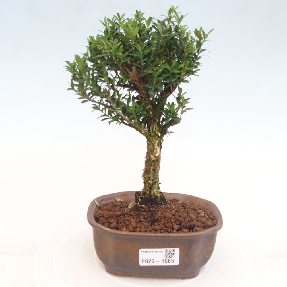 Szobai bonsai - Buxus harlandii - parafa buxus