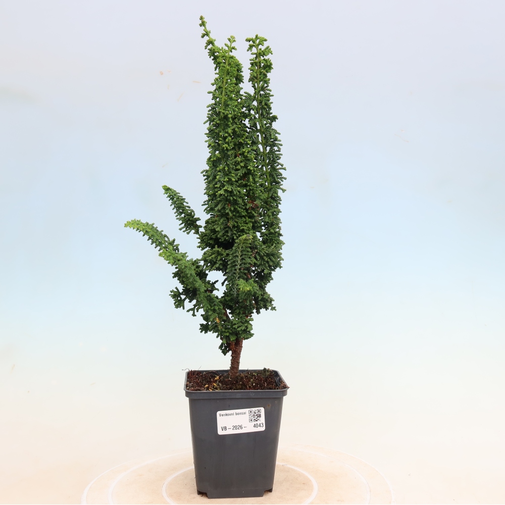 Kültéri bonsai - Cham. obtusa SEKKA HINOKI - Cifra ciprus