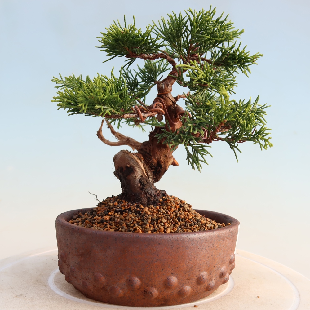 Kültéri bonsai - Juniperus chinensis Itoigawa