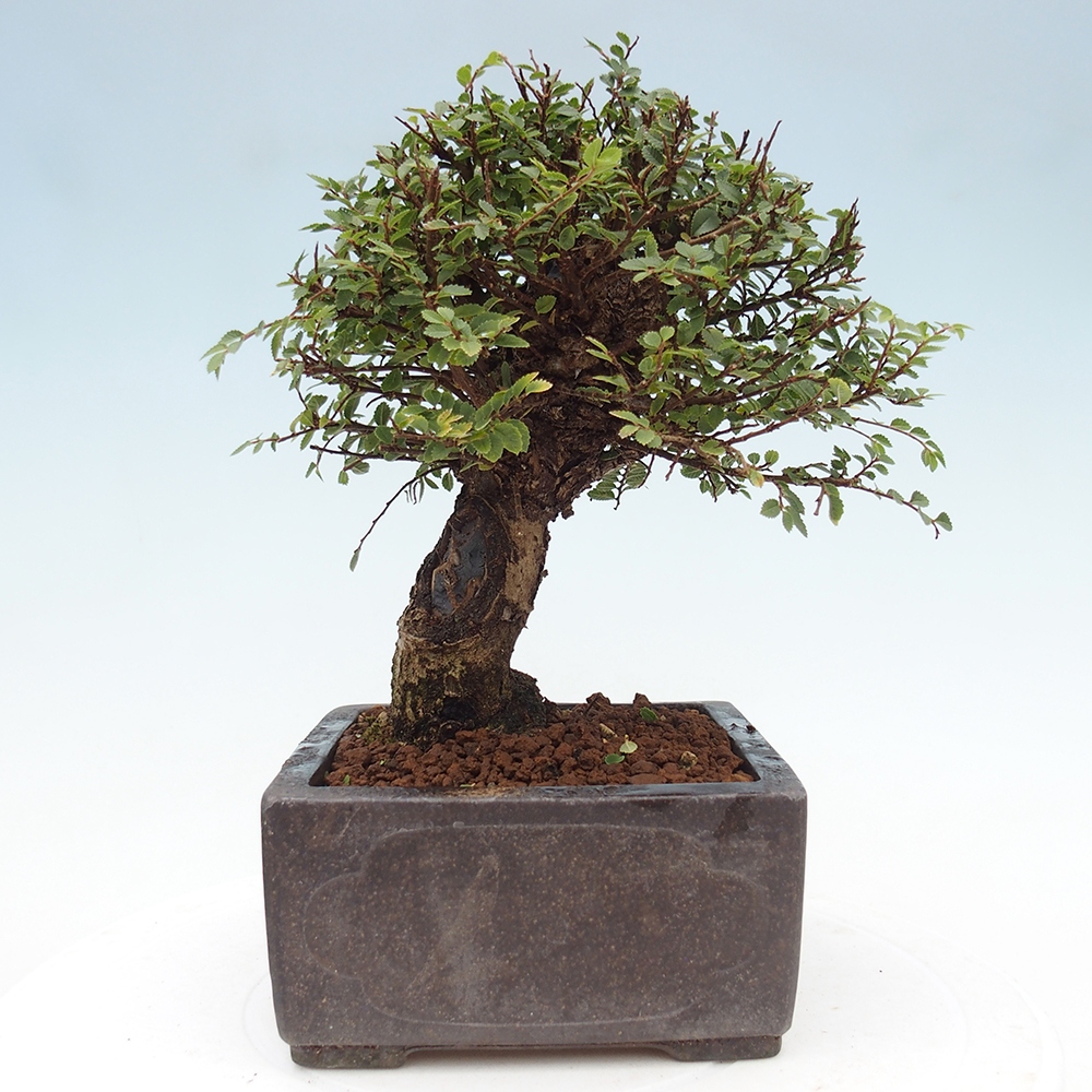 Kültéri bonsai - Ulmus parvifolia Hokkaido - Kínai szil - Ulmus parvifolia Hokkaido