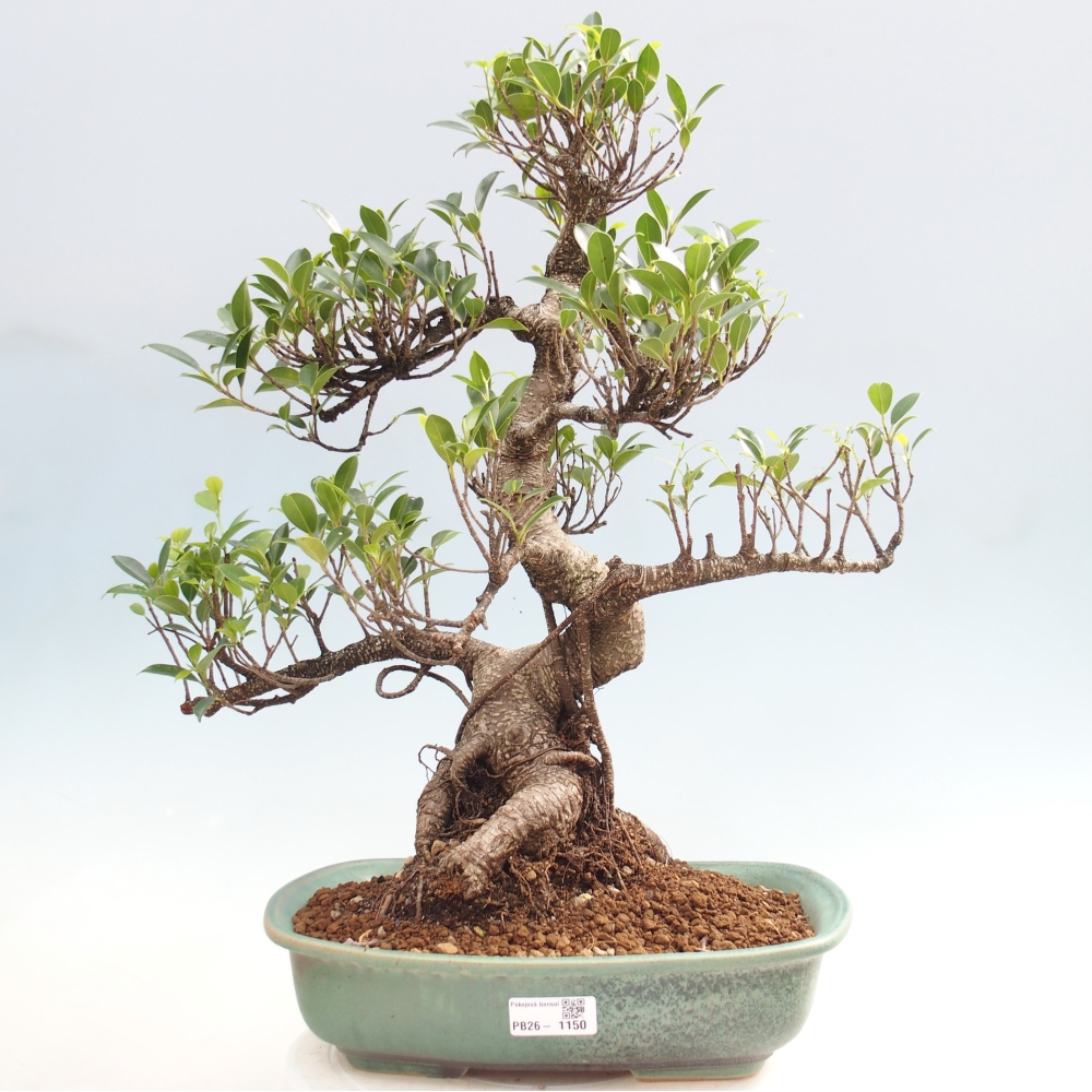 Szobai bonsai - Ficus kimmen - kislevelű fikusz