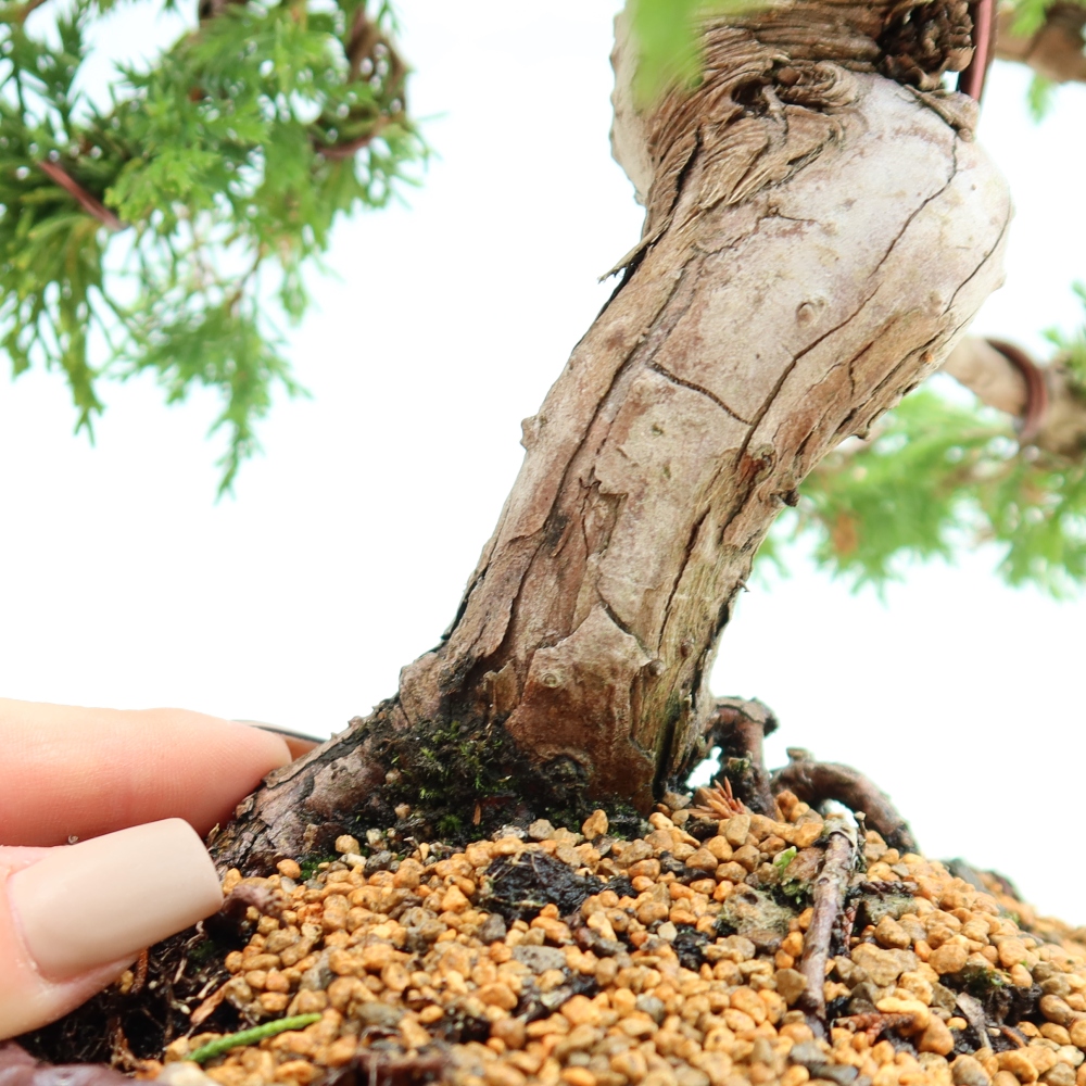 Kültéri bonsai - Juniperus chinensis Itoigawa-Juniperus chinensis