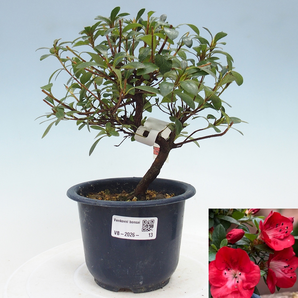 Kültéri bonsai - Japán azálea - Azalea Benibeni