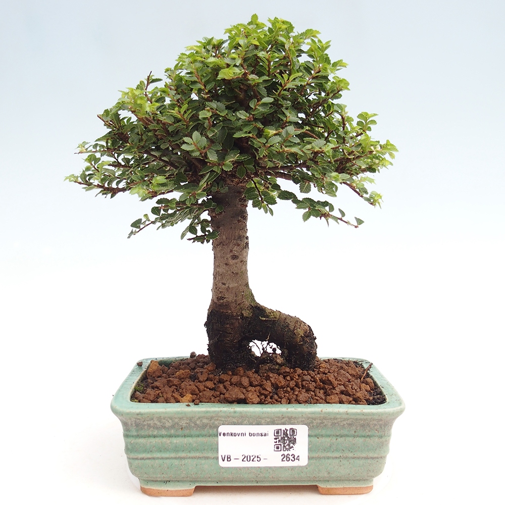 Kültéri bonsai - Ulmus parvifolia Hokkaido - Kínai szil - Ulmus parvifolia Hokkaido