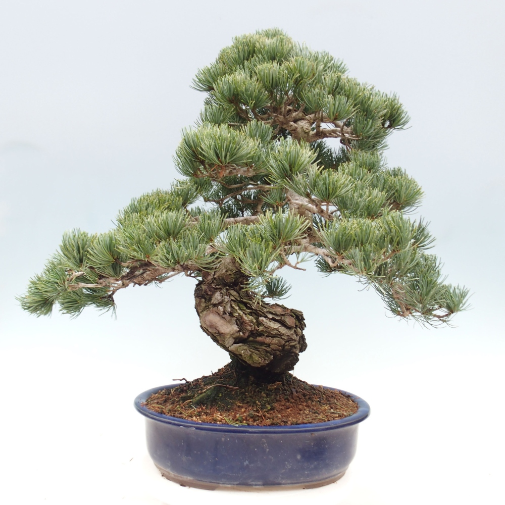 Kültéri bonsai - Pinus parviflora - Pinus parviflora