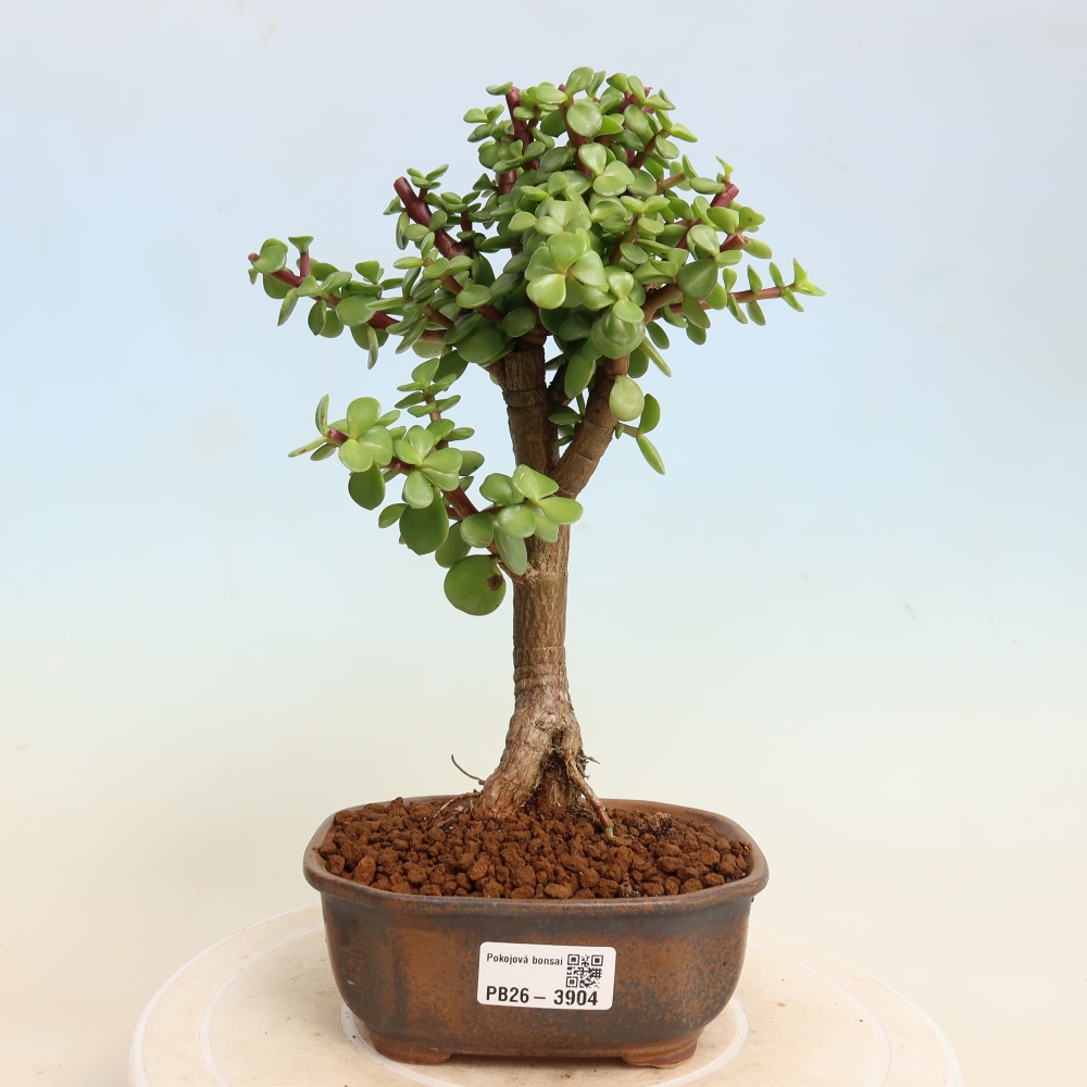 Szoba bonsai - Portulakaria Afra - Tlustice