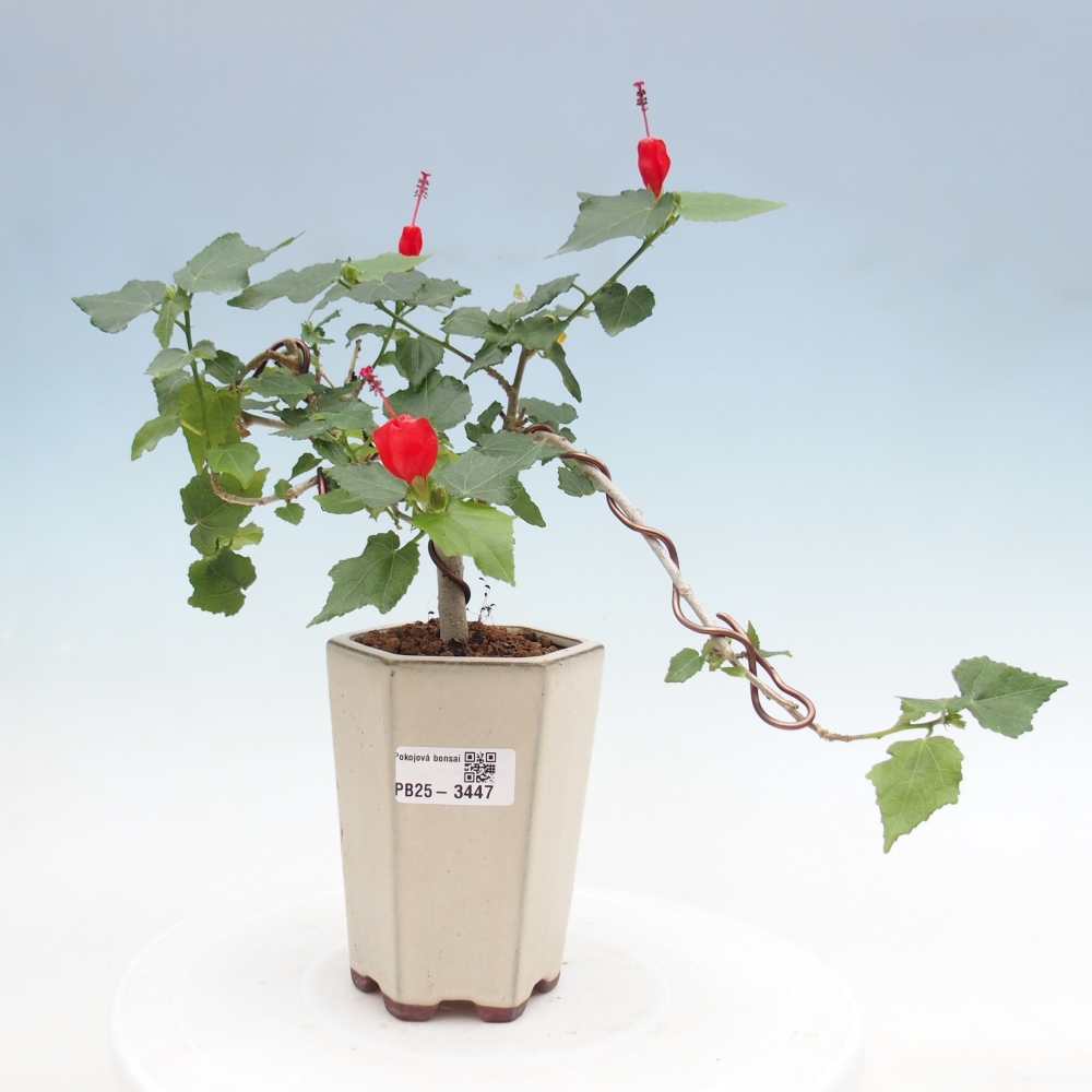 Beltéri bonsai - Malvaviscus arboreus