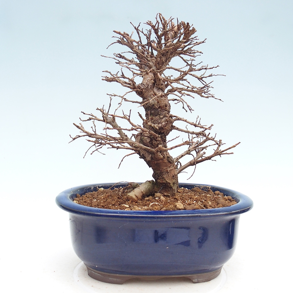 Kültéri bonsai - Zelkova - Zelkova NIRE
