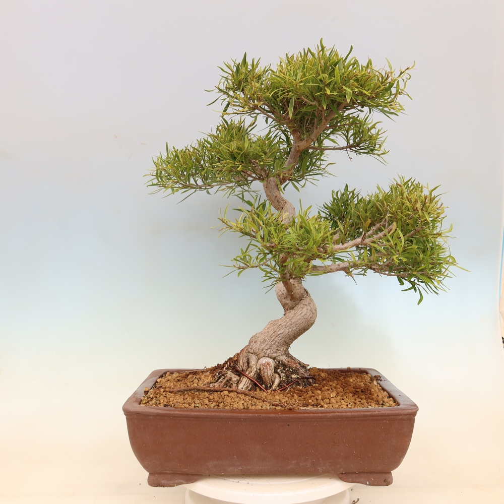 Szobai bonsai - Ficus nerifolia - kislevelű fikusz