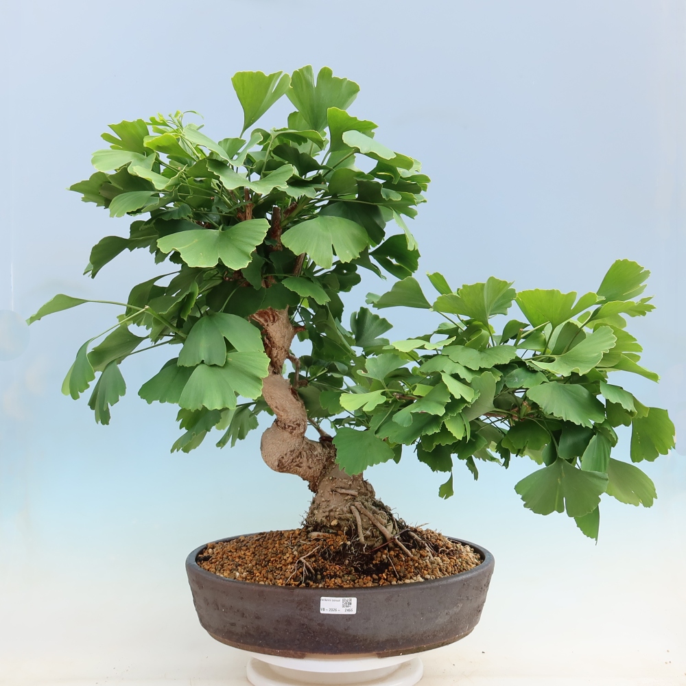 Kültéri bonsai - Ginkgo biloba - Ginkgo biloba