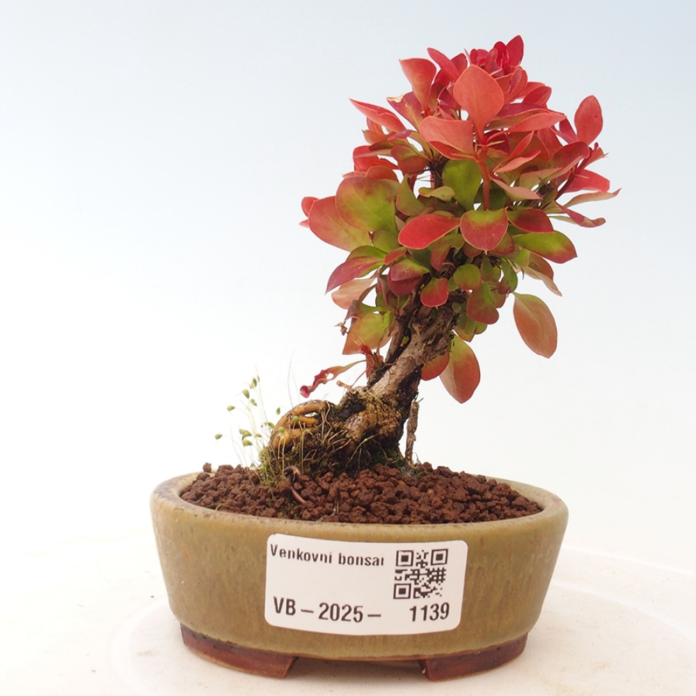 Kültéri bonsai - Berberis thunbergii Kobold