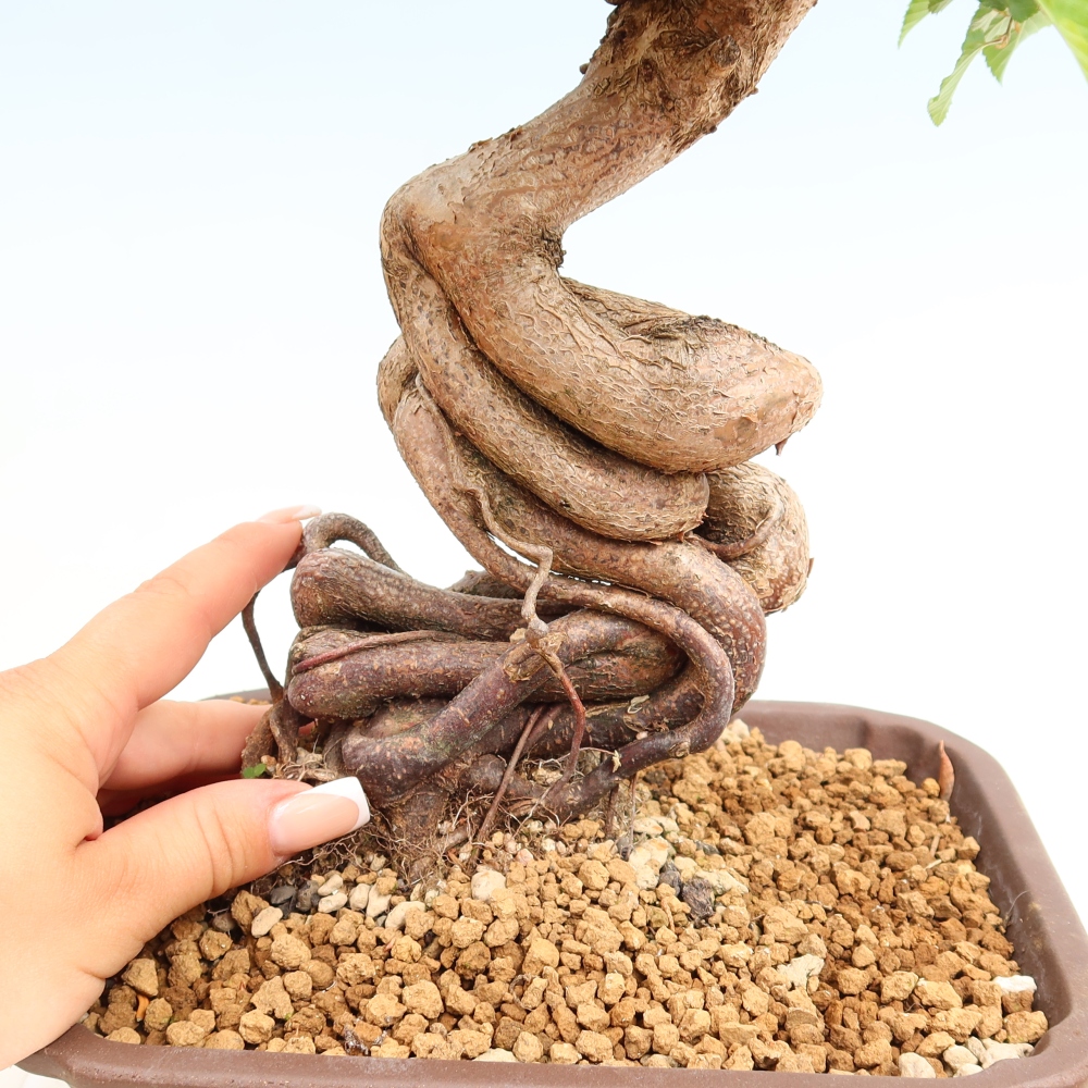 Kültéri bonsai -Carpinus Coreana - Koreai gyertyánfa