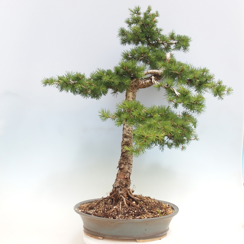 Kültéri bonsai - Larix decidua - vörösfenyő