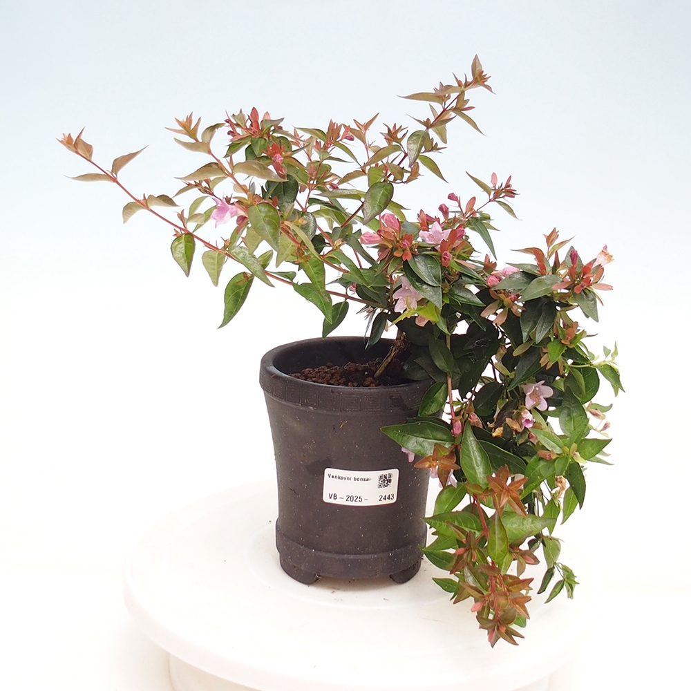 Kültéri bonsai - Abelia Grandiflora - Abelia grandiflora