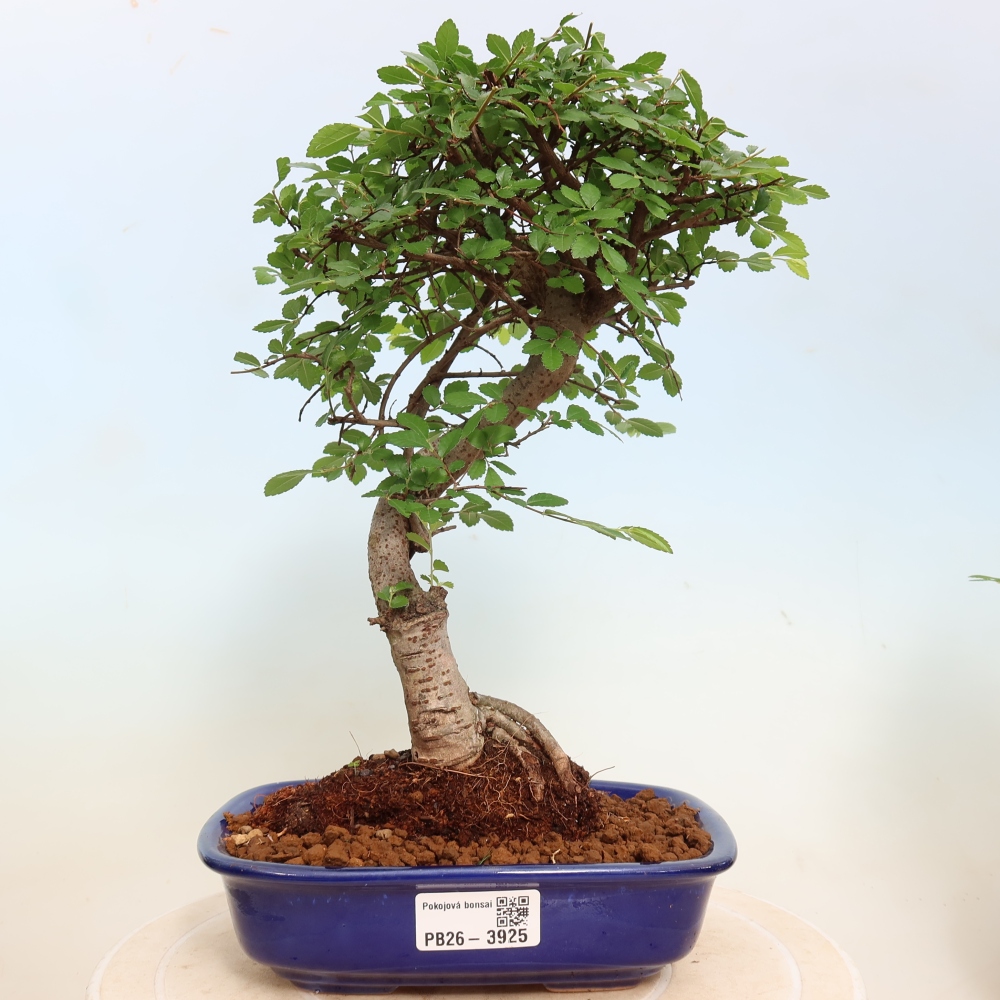 Szobai bonsai - Ulmus parvifolia - Kislevelű szilfa