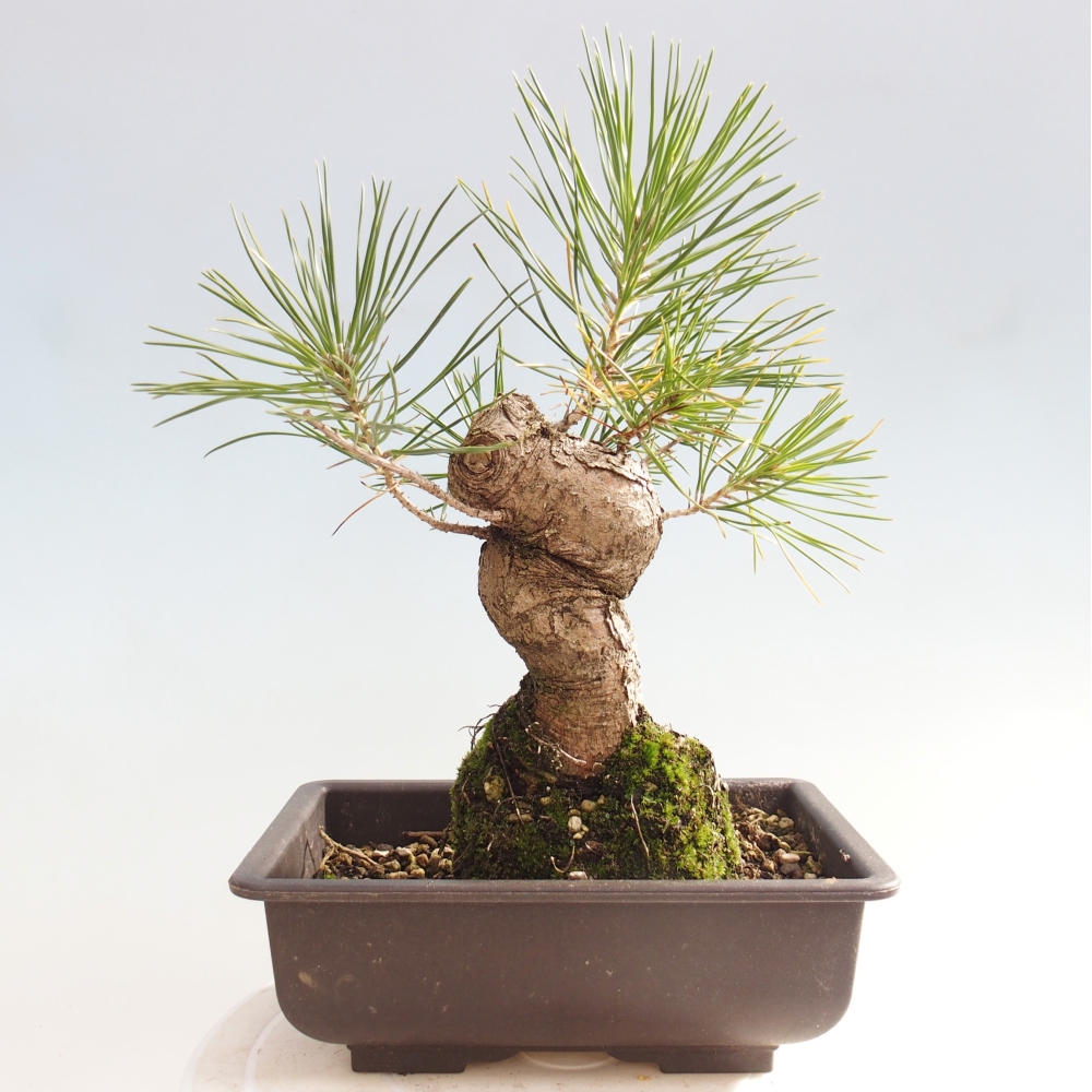 Kültéri bonsai - Pinus thunbergii - Thunberg fenyő