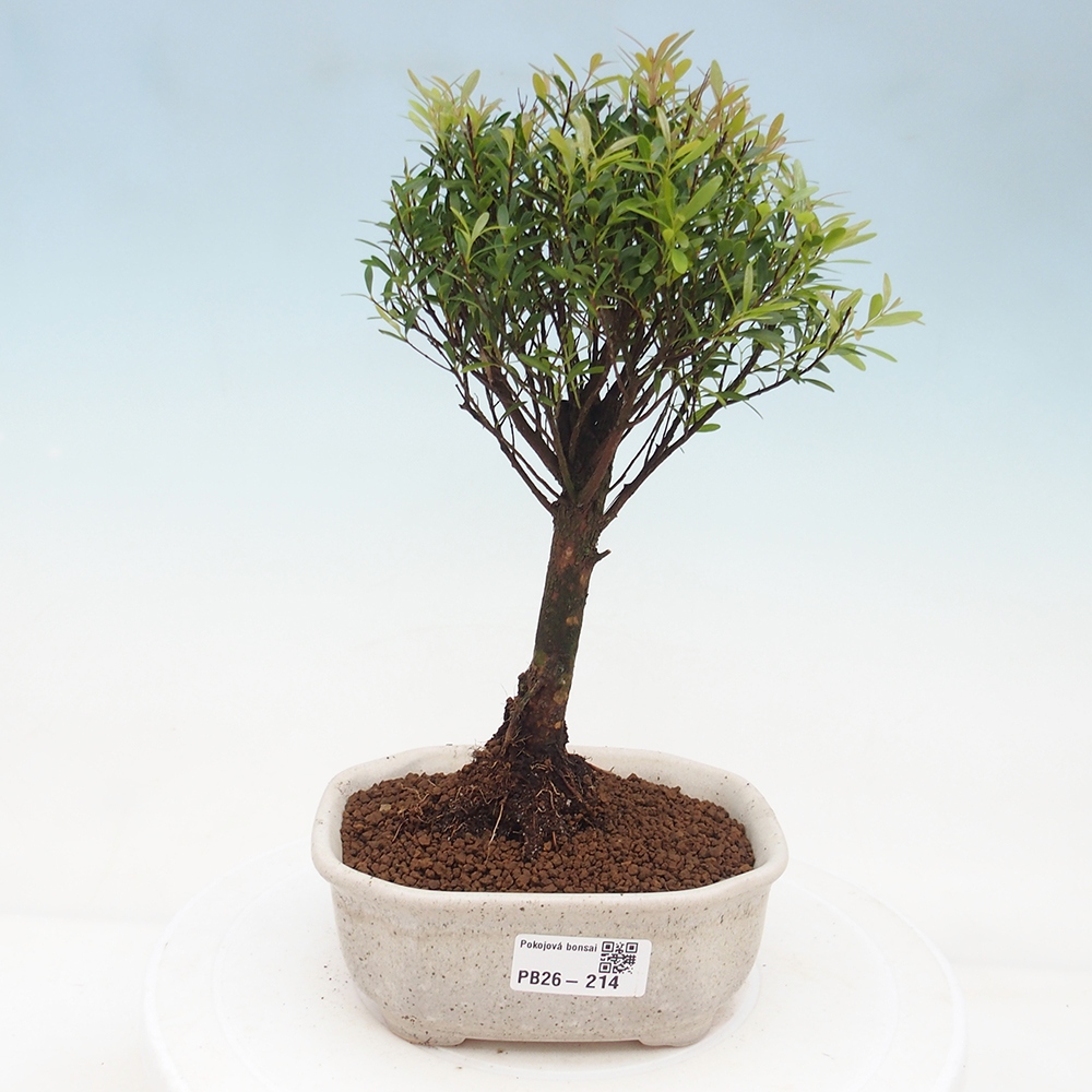Szobai bonsai - Syzygium - Pimento