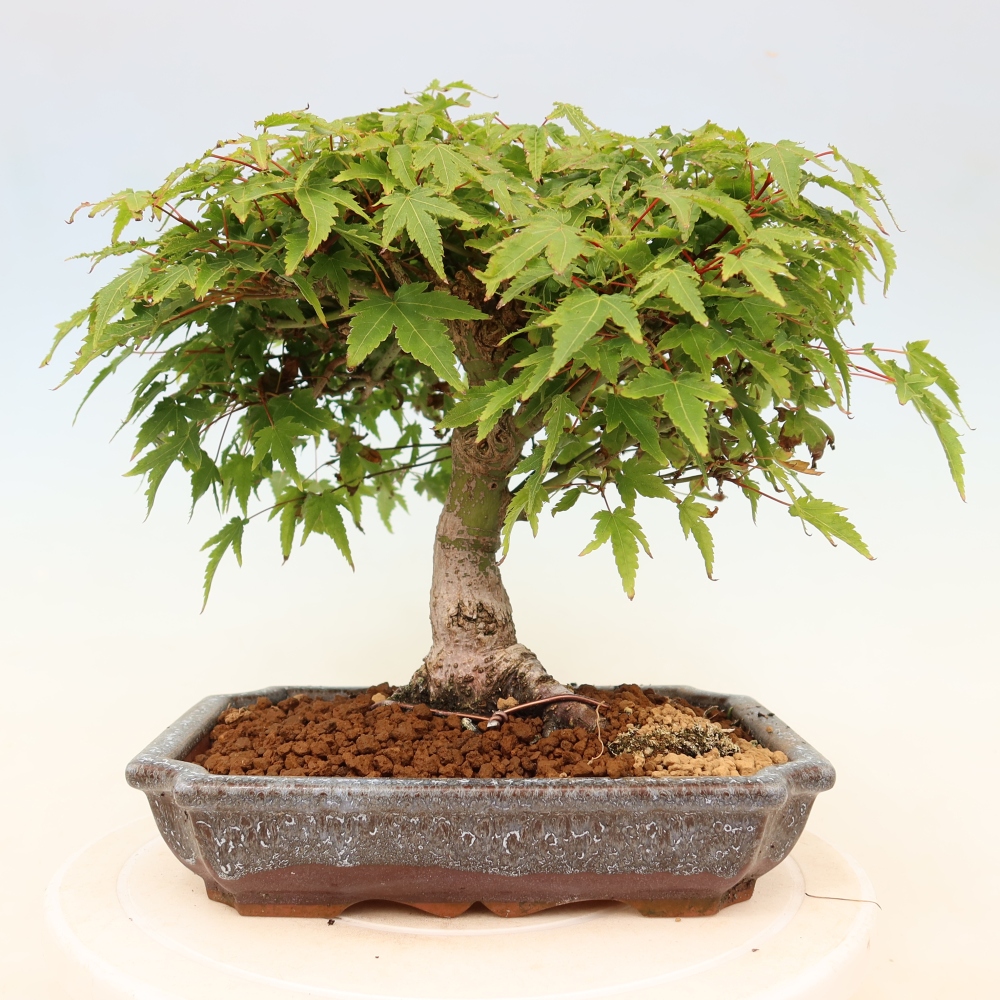 Acer palmatum KIOHIME - Pálma juhar