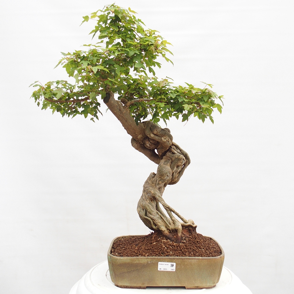 Kültéri bonsai - Acer Buergerianum - Burger juhar