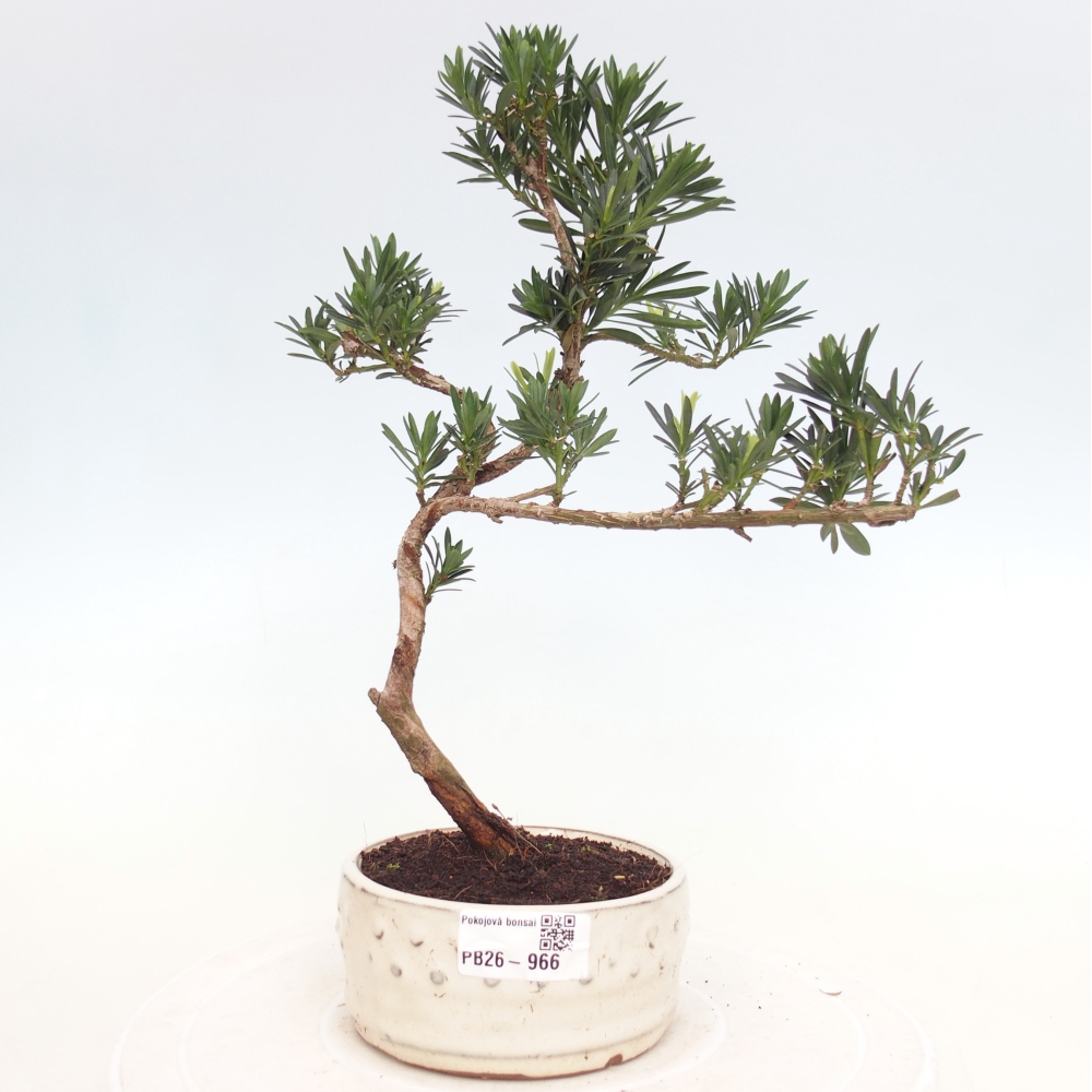 Szobai bonsai - Podocarpus - Kőtiszafa