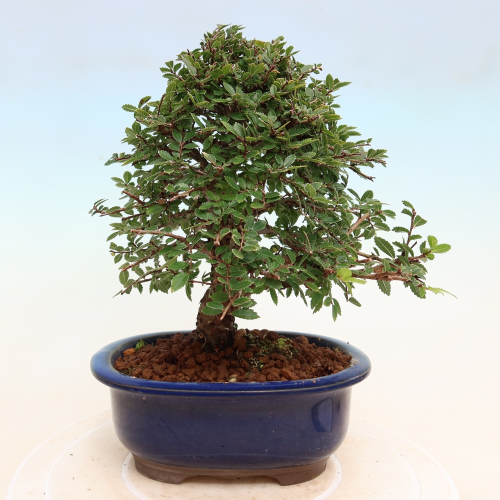 Kültéri bonsai - Zelkova - Zelkova NIRE