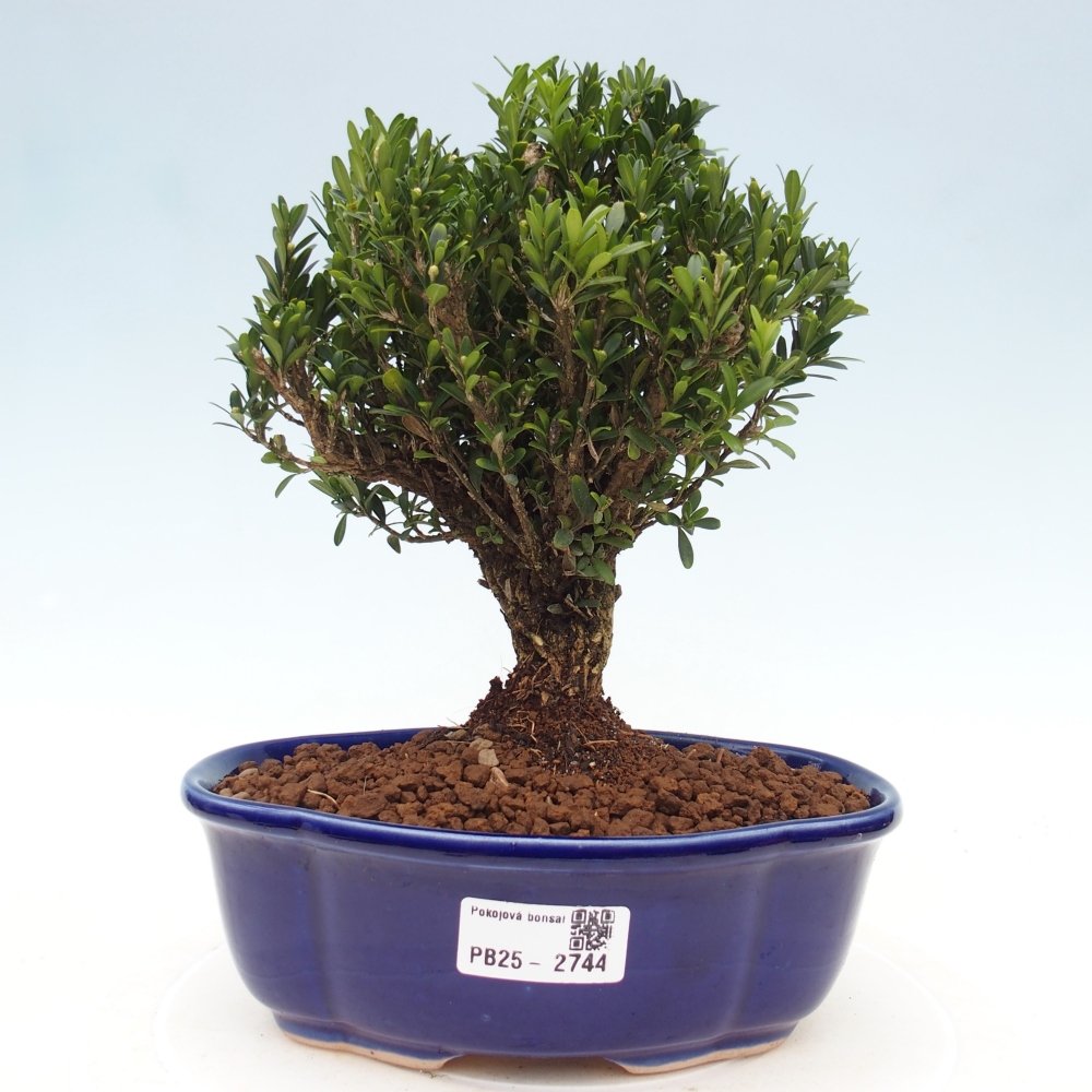 Szobai bonsai - Buxus harlandii - parafa buxus
