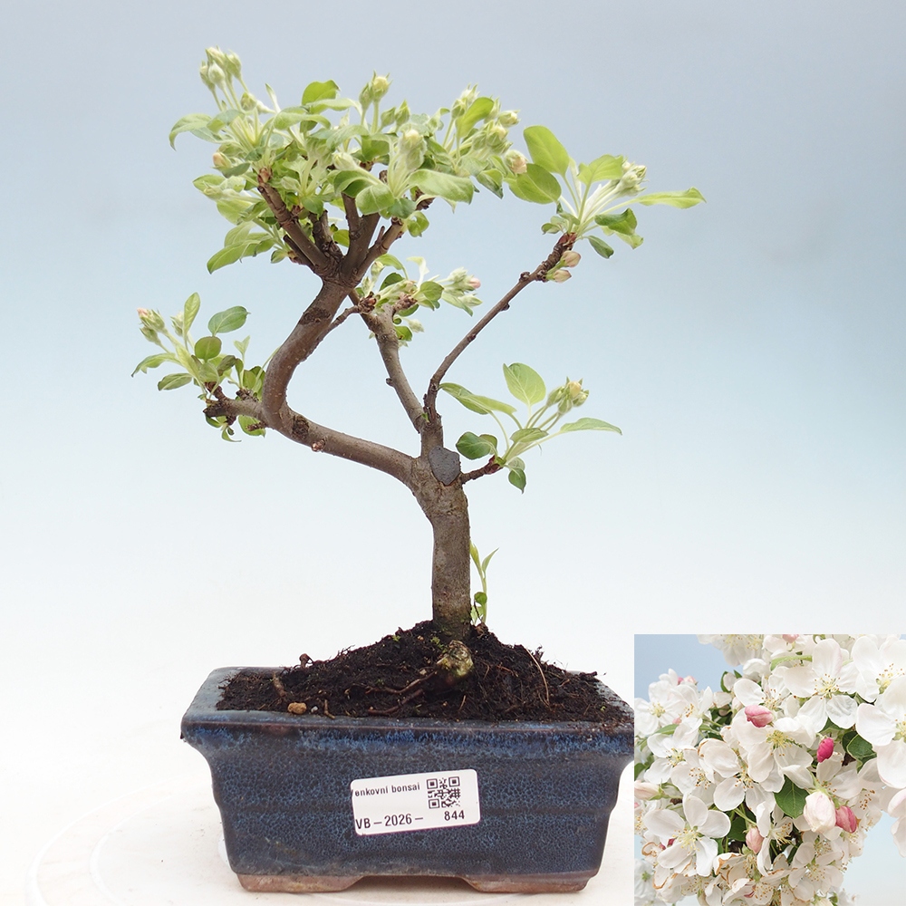 Kültéri bonsai -Malus halliana - Kis gyümölcsű almafa
