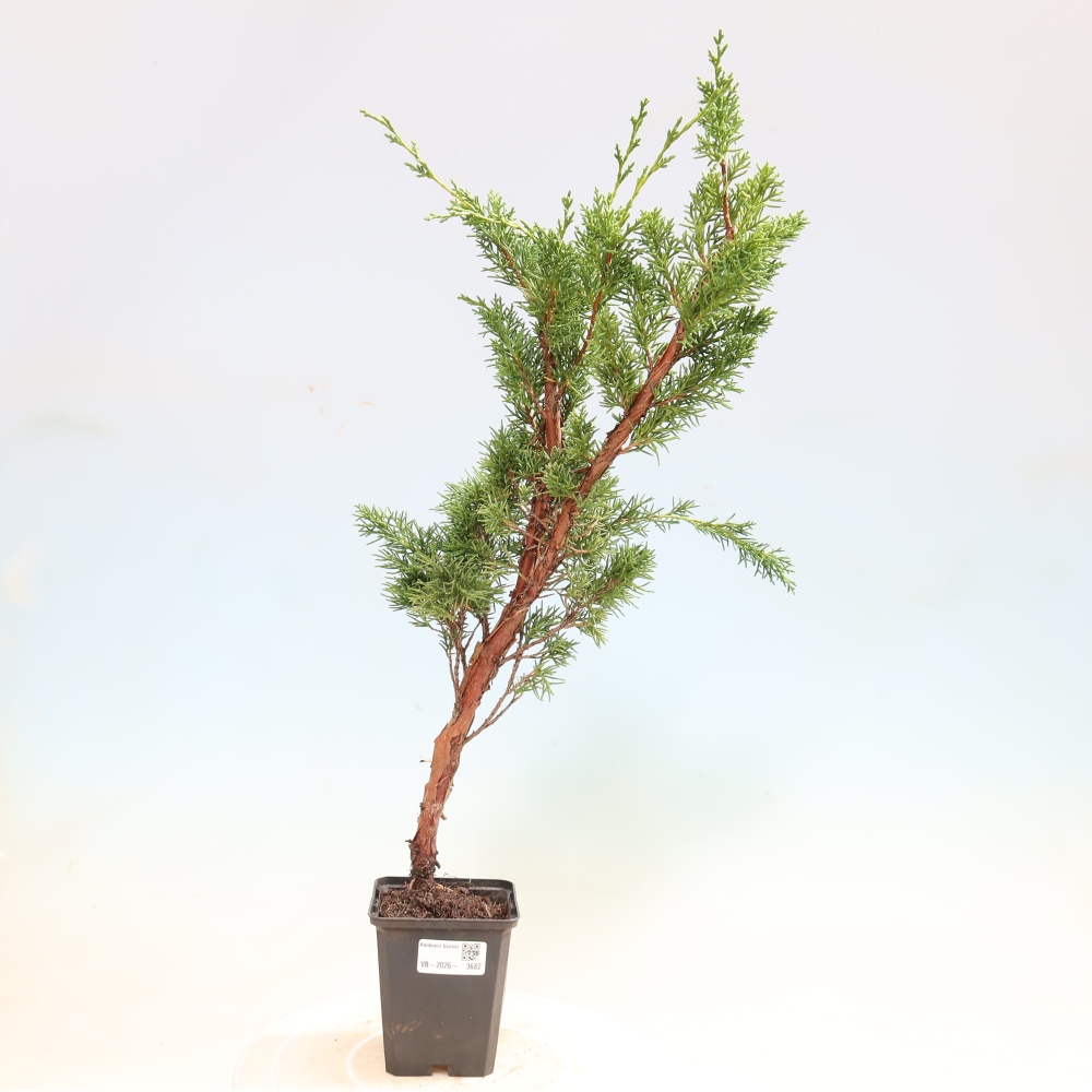 Kültéri bonsai - Juniperus chinensis Kishu
