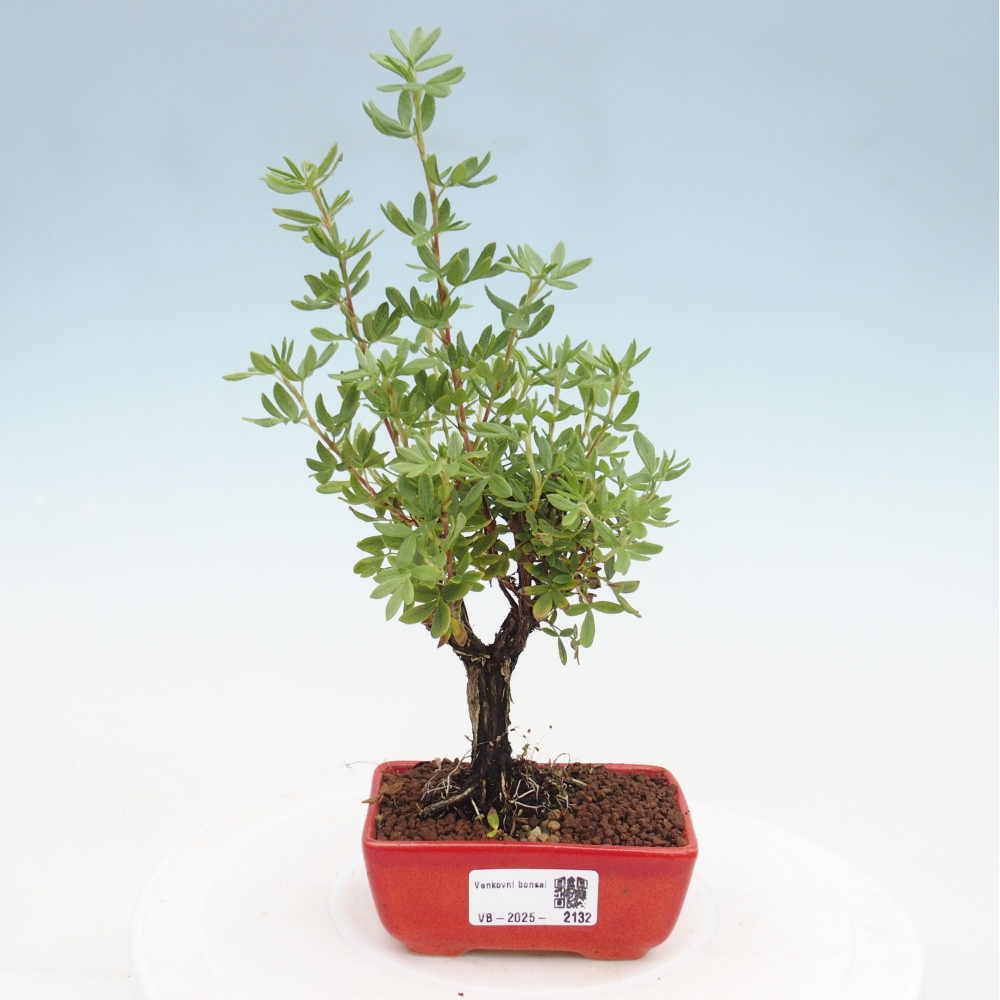 Kültéri bonsai - Potentila fruticosa sárga Bird