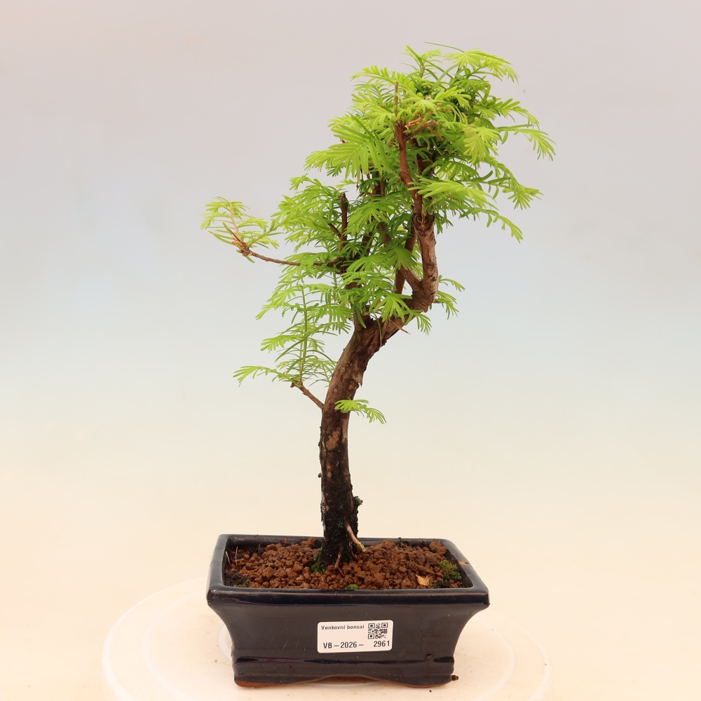 Kültéri bonsai - Metasequoia glyptostroboides - Kínai metasequoia